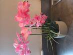 Nep orchidee, Huis en Inrichting, Woonaccessoires | Kunstplanten en Kunstbloemen, Ophalen, Zo goed als nieuw