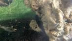 5 ancistrussen, Dieren en Toebehoren