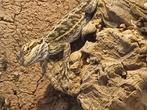 Baardagaam, Dieren en Toebehoren, Reptielen en Amfibieën