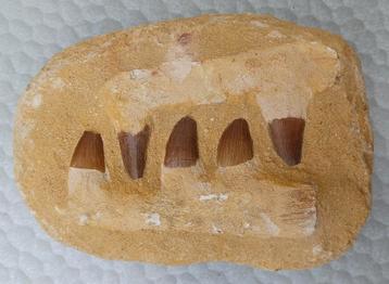 Mosasaurus tanden in matrix beschikbaar voor biedingen