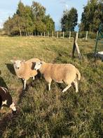 2 witte ooien, Vrouwelijk, Schaap, 0 tot 2 jaar
