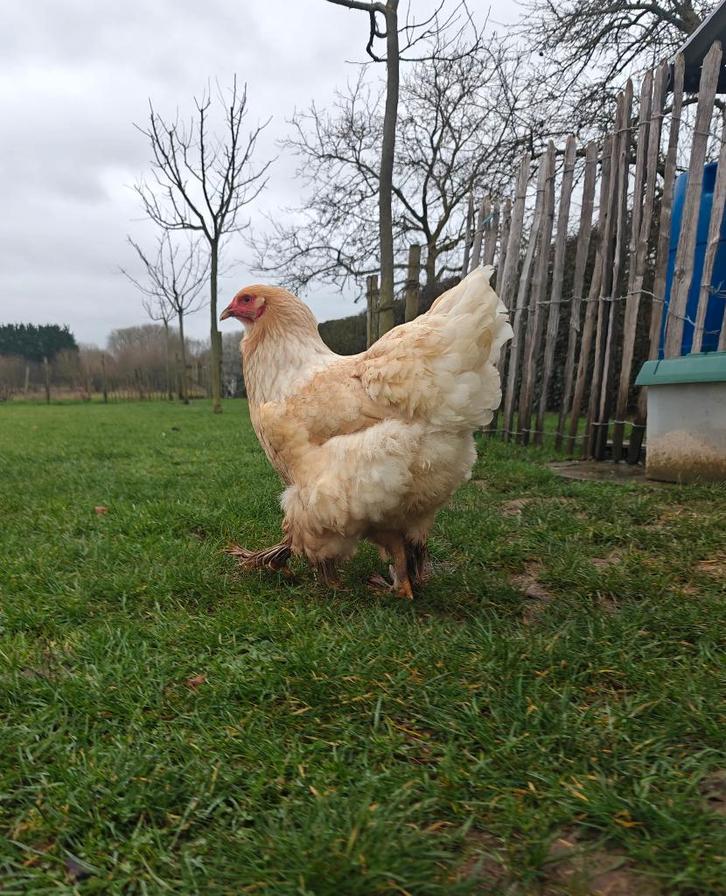 Brahma Hennen, Dieren en Toebehoren, Pluimvee, Kip, Vrouwelijk
