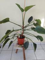 Kamerplant Philadendron, Enlèvement