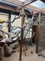 Verschillende soorten parkieten