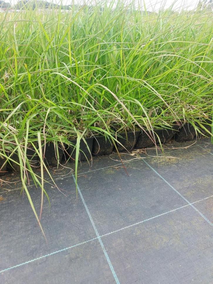 Siergras: Vingergras of pannicum ' Rehbraun, Tuin en Terras, Planten | Tuinplanten, Vaste plant, Siergrassen, Volle zon, Zomer