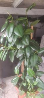 Ficus plant, Tuin en Terras, Volle zon, Ophalen, Overige soorten, Bloeit niet