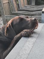 Honden mee op Zomervakantie 16 pers Vakantiehuis Ardennen, Vakantie, Vakantiehuizen | België, Groepsaccommodatie, Eigenaar, Ardennen of Luxemburg