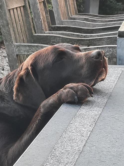 Honden mee op Zomervakantie 16 pers Vakantiehuis Ardennen, Vakantie, Vakantiehuizen | België, Ardennen of Luxemburg, Landhuis of Villa