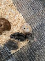 Dwerghamster, Dieren en Toebehoren, Knaagdieren, Meerdere dieren, Hamster, Tam
