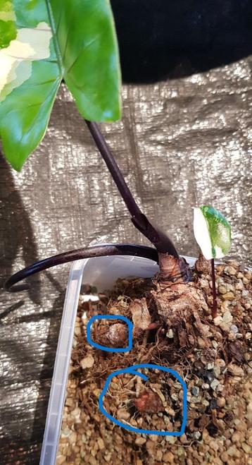 Alocasia Macrorrhiza black stem variegata knolletjes beschikbaar voor biedingen