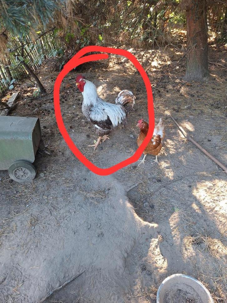 Haan 2.5 jaar oud, Dieren en Toebehoren, Vogels | Overige Vogels