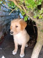 Prachtige toller  x bordercollie pups, Dieren en Toebehoren, België, Overige rassen, 8 tot 15 weken, CDV (hondenziekte)