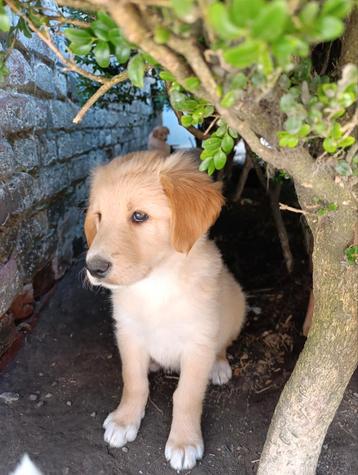 Prachtige toller  x bordercollie pups  beschikbaar voor biedingen