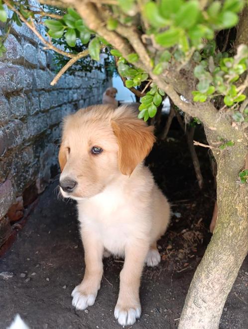 Prachtige toller  x bordercollie pups, Dieren en Toebehoren, Honden | Retrievers, Spaniëls en Waterhonden, Meerdere dieren, Overige rassen
