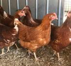 top leggers 19 weken zwart en bruin 0499/082381, Vrouwelijk, Kip