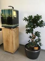 Compact Aquarium 30 x30 cm met toebehoren, Ophalen, Zo goed als nieuw