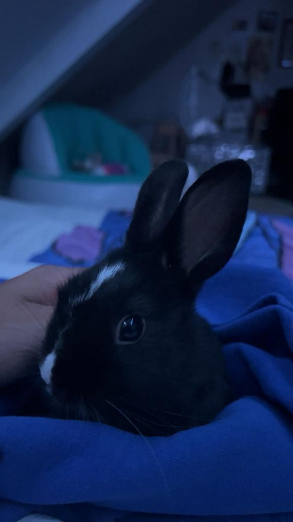 2 konijnen prijs voor 2, Dieren en Toebehoren, Konijnen, Dwerg, Mannelijk, 0 tot 2 jaar