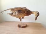 Taxidermie opgezette eend, Verzamelen, Dierenverzamelingen, Ophalen of Verzenden, Gebruikt, Vogel, Opgezet dier