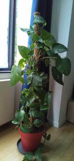 Plante Pothos avec pot, Plante verte, Enlèvement, 100 à 150 cm