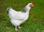 Witte leghorn ,blue de landes ,sussex bruin en zwart