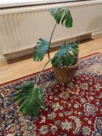 Monstera, Huis en Inrichting, Ophalen
