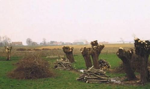 Knotten van knotwilgen. Stronken uitfrezen, bomen kappen., Diensten en Vakmensen, Tuinmannen en Stratenmakers