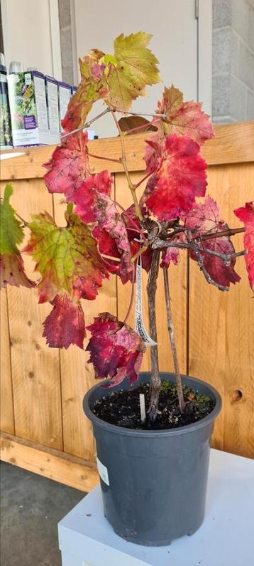 Vitis Vinifera 'Piedirosso' beschikbaar voor biedingen