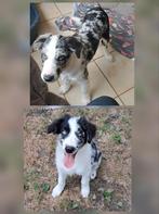 Bleu merle border collie reu en teef 4 mnd oud op boerderij, Dieren en Toebehoren, Honden | Herdershonden en Veedrijvers, België