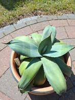 15 jarige Agave Havardiana, Ophalen of Verzenden