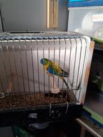 Turquoise, Dieren en Toebehoren