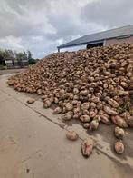 Voederbieten verlaagde prijs - 20 euro per ton, Ophalen