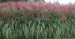 Riet , Miscanthus Chinees Sierriet prachtriet, Tuin en Terras, Ophalen