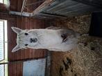Wit alpaca mandje, Dieren en Toebehoren