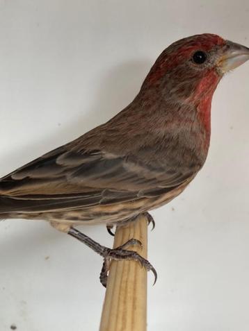 Mexicaanse roodmussen 2025 beschikbaar voor biedingen