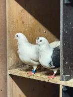 Pigeons., Animaux & Accessoires