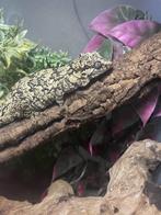 0.1 Gargoyle gecko, Dieren en Toebehoren, Hagedis, Met terrarium, 3 tot 6 jaar