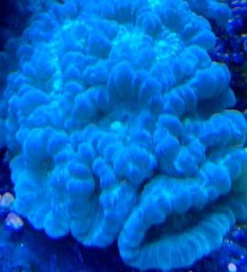 Koraal Caulastrea spp Blue beschikbaar voor biedingen