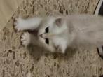 Brits korthaar kitten, Kater, Gechipt, 0 tot 2 jaar