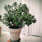 Mooie vetplant Crassula eigen kweek, Huis en Inrichting, Kamerplanten, Ophalen, Vetplant