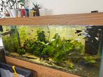 Aquarium 550 l avec poisson et décoration, Animaux & Accessoires, Enlèvement