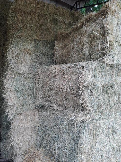 Grote pakken droog hooi 2025, Dieren en Toebehoren, Dierenvoeding, Ophalen of Verzenden