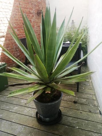 Mooie grote agave (denk ik)  beschikbaar voor biedingen
