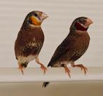 Bandvinken mannen, Mannelijk, Tropenvogel, Geringd