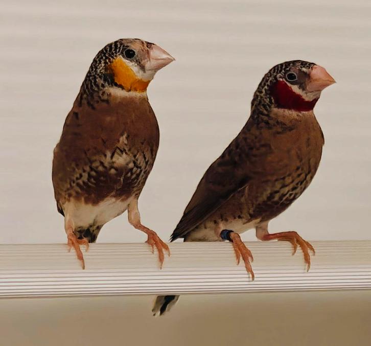 Bandvinken mannen, Dieren en Toebehoren, Vogels | Overige Vogels, Tropenvogel, Mannelijk, Geringd
