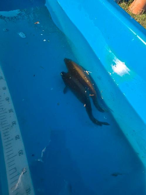 2 x Japanse Koi chagoi, Dieren en Toebehoren, Vissen | Vijvervissen