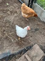 Cream legbar haantje, Dieren en Toebehoren, Pluimvee