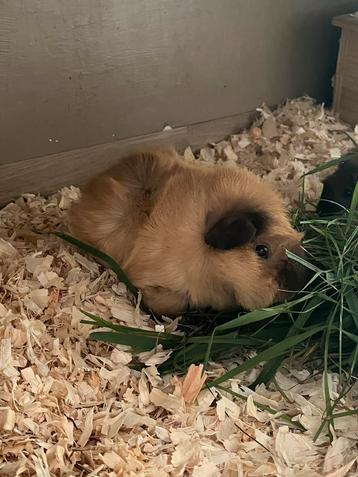 Cavia beer zoekt goede thuis beschikbaar voor biedingen