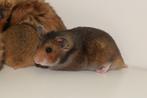 Syrische Hamster v Hobbyfokker., Dieren en Toebehoren, Knaagdieren, Mannelijk, Hamster, Tam
