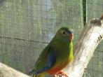 splendid parkieten, Dieren en Toebehoren, Meerdere dieren, Parkiet
