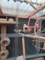 Zebravinken, bishiwish en kanaries te koop, Dieren en Toebehoren